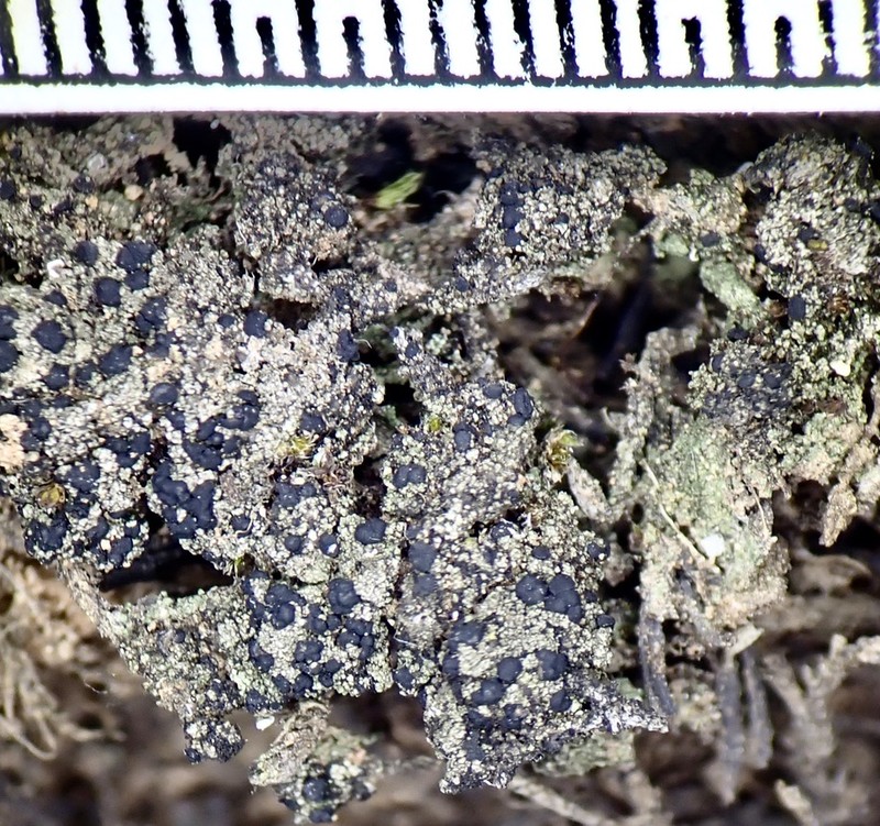 Dot Lichen