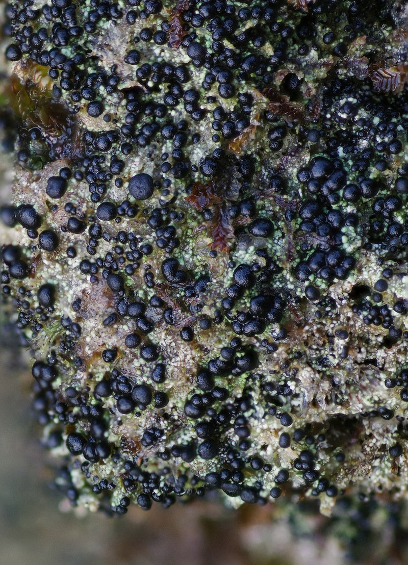 Dot Lichen