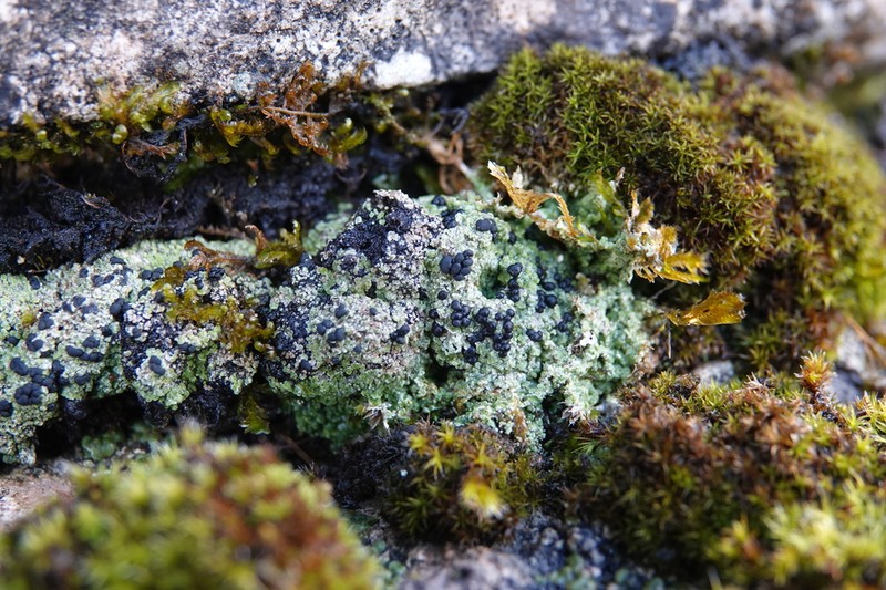 Dot Lichen photo 2
