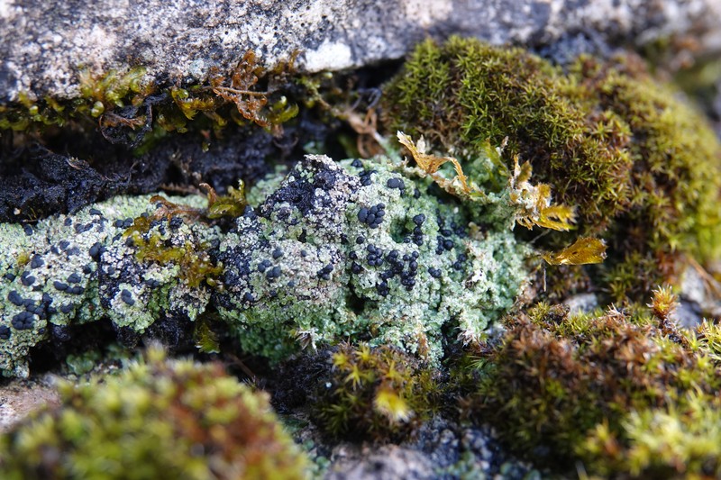 Dot Lichen photo 4