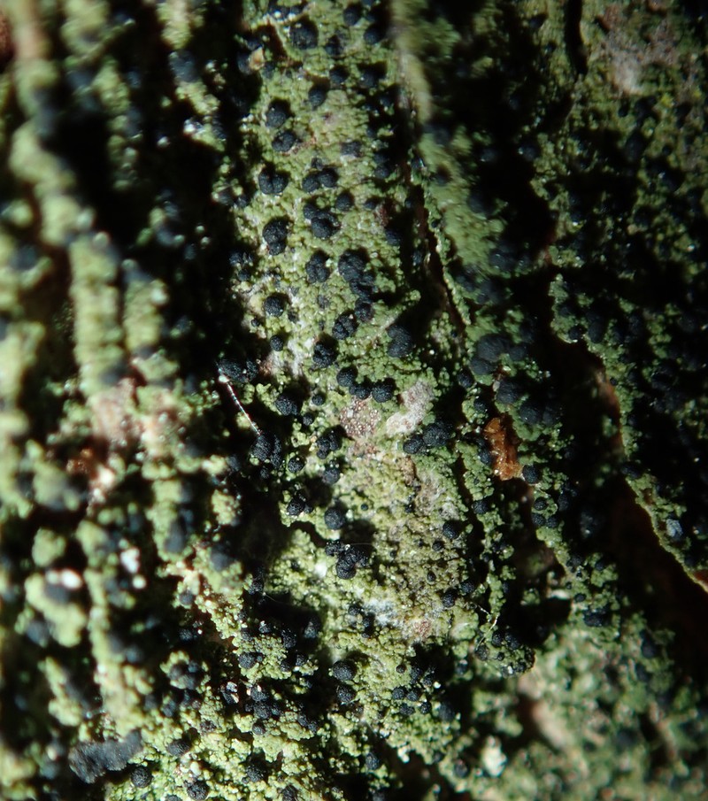 Dot Lichen