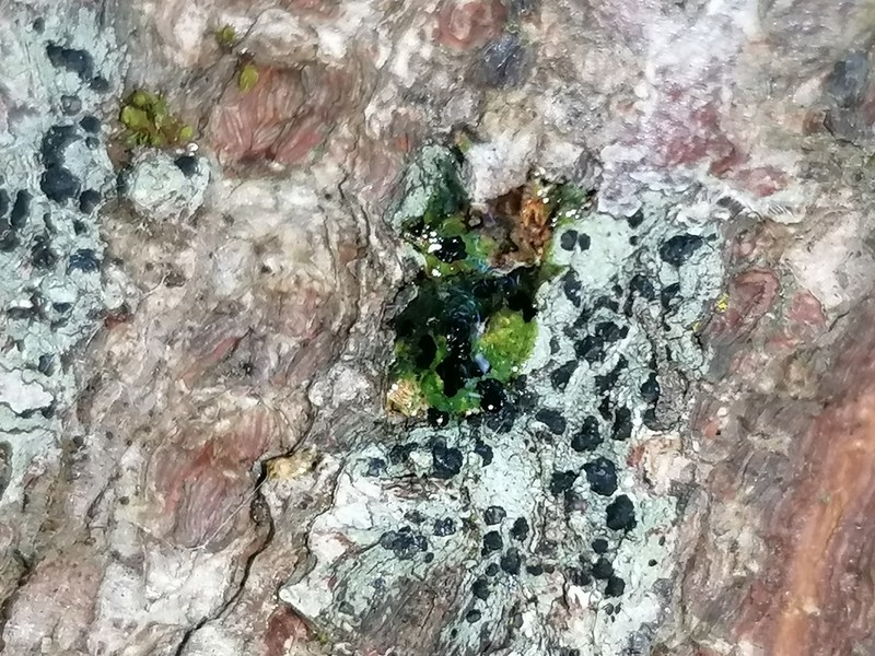Dot Lichen photo 3