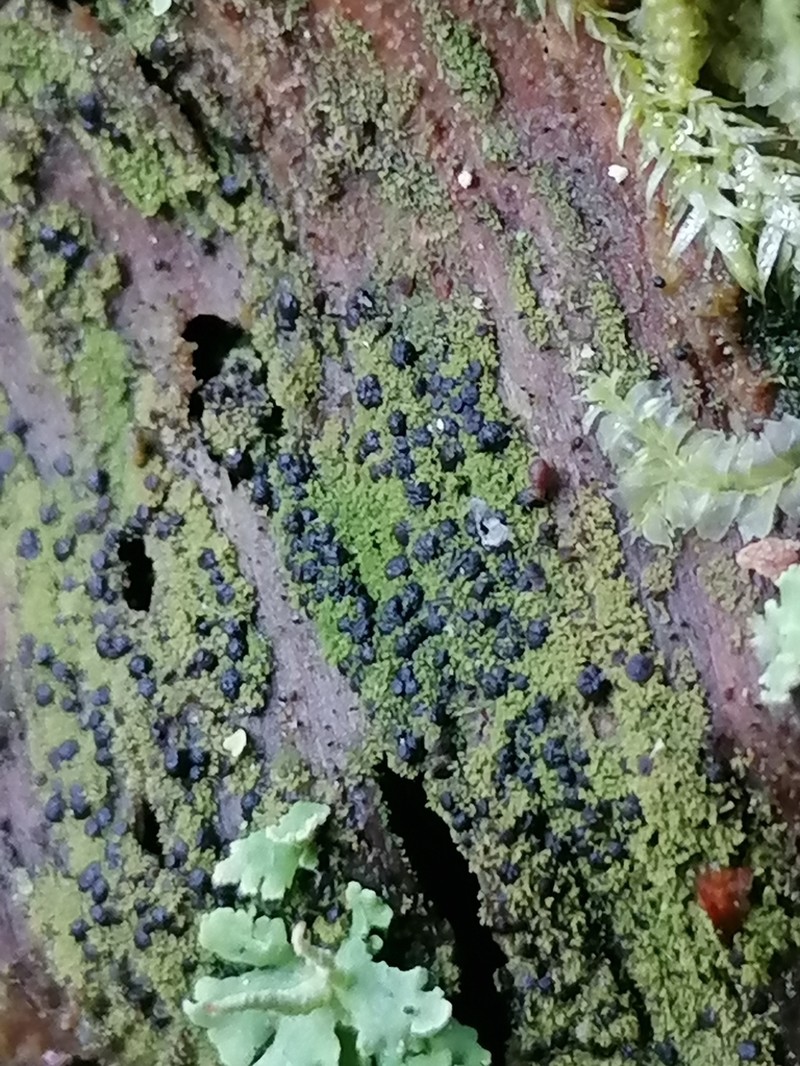 Dot Lichen photo 4