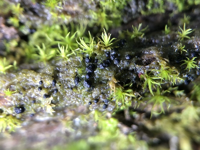 Dot Lichen photo 5