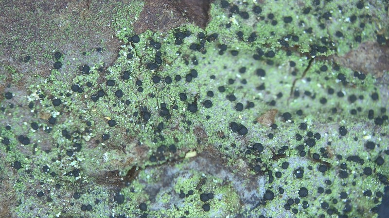 Dot Lichen photo 6