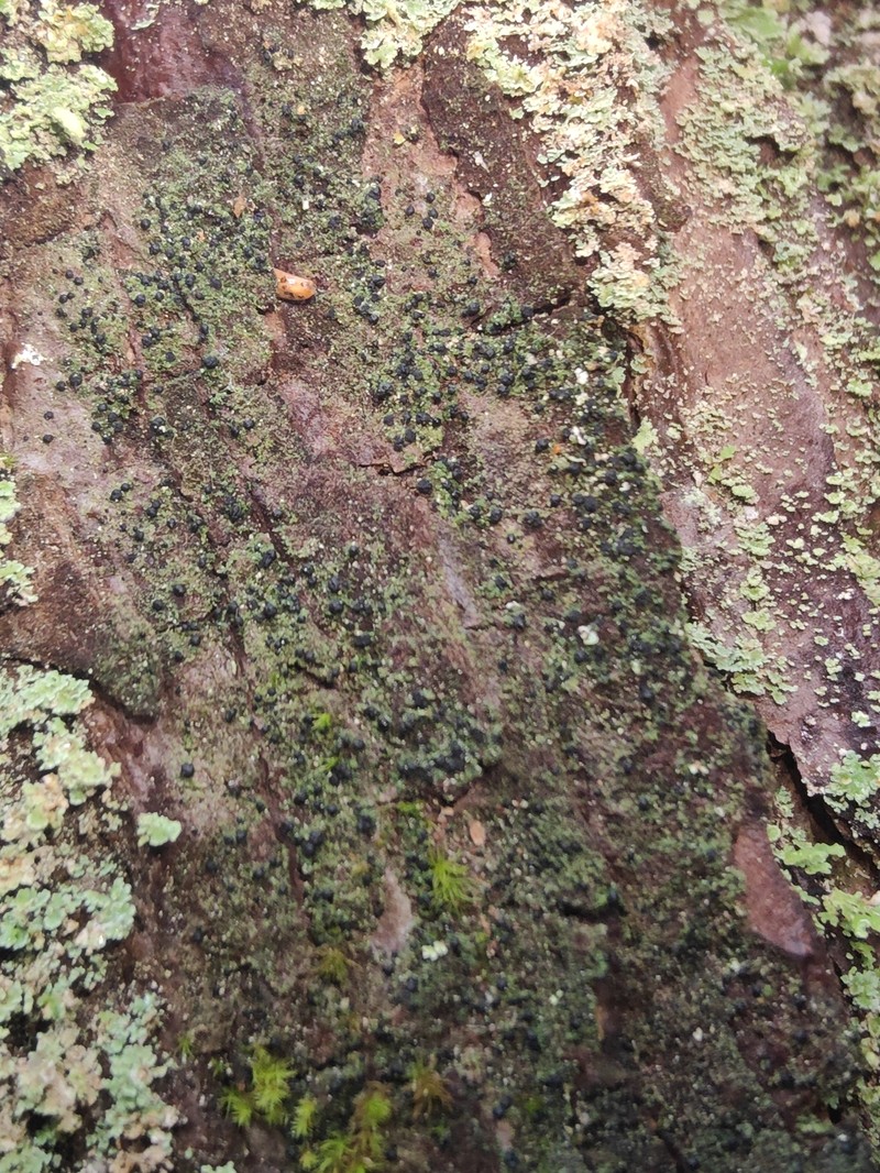 Dot Lichen photo 7