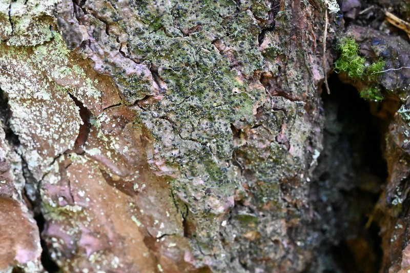 Dot Lichen photo 8