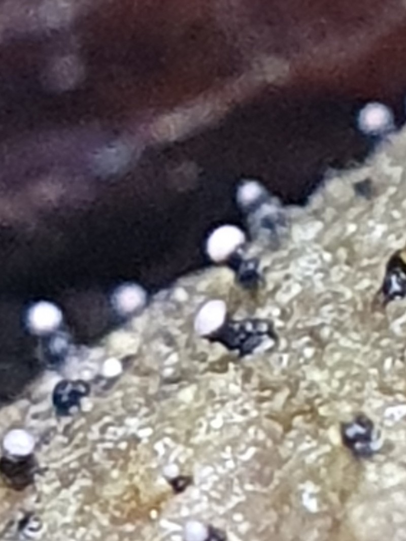 Dot Lichen