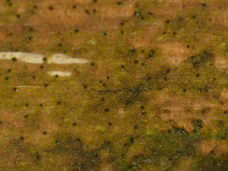 Dot Lichen photo 3