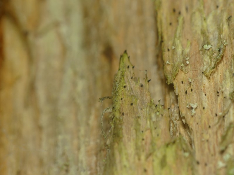 Dot Lichen photo 4