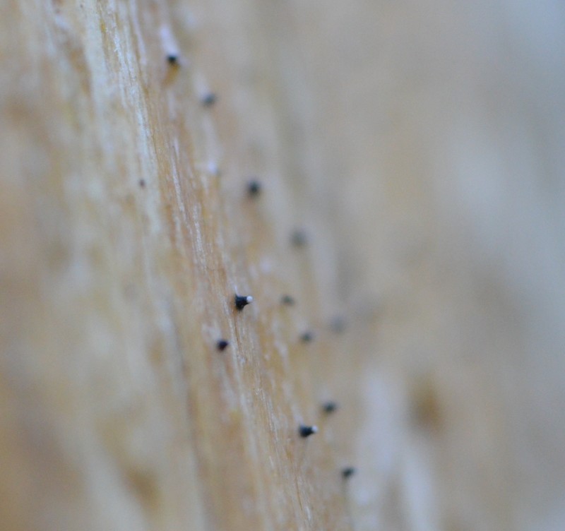 Dot Lichen photo 5