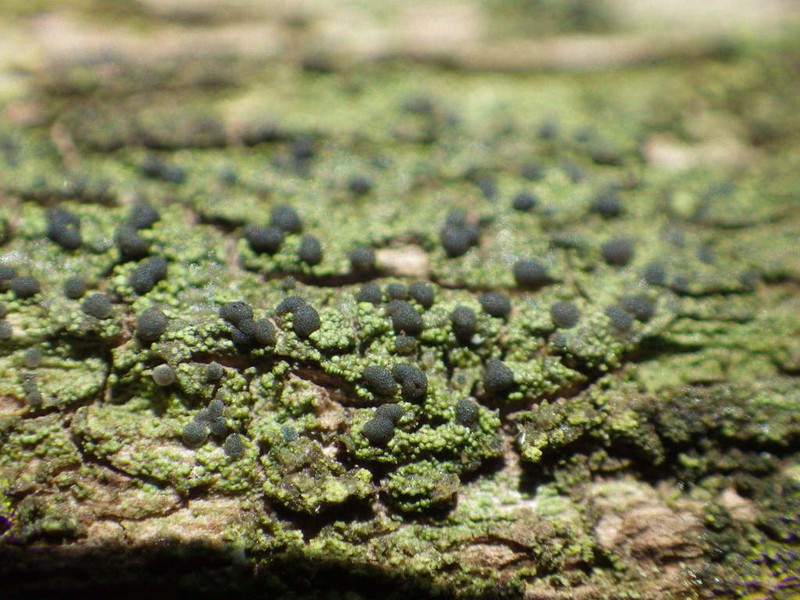 Dot Lichen