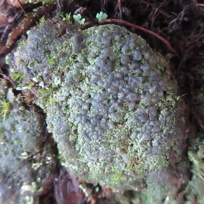 Dot Lichen photo 2