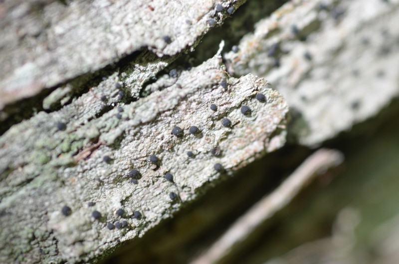 Dot Lichen photo 3