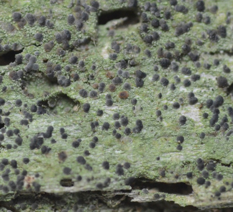 Dot Lichen photo 4