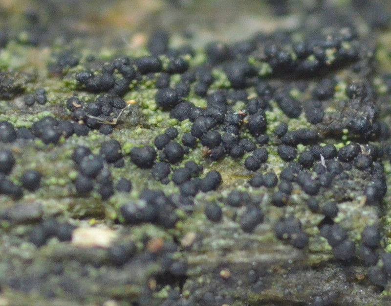 Dot Lichen photo 5