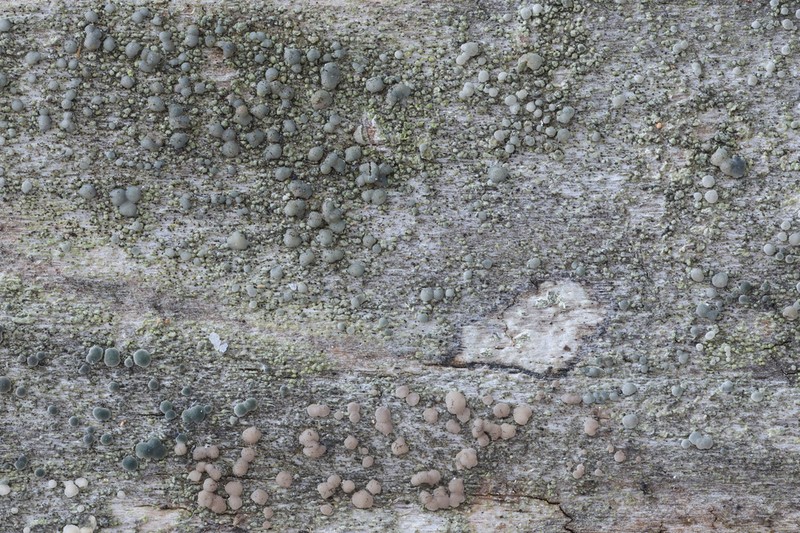 Dot Lichen photo 6