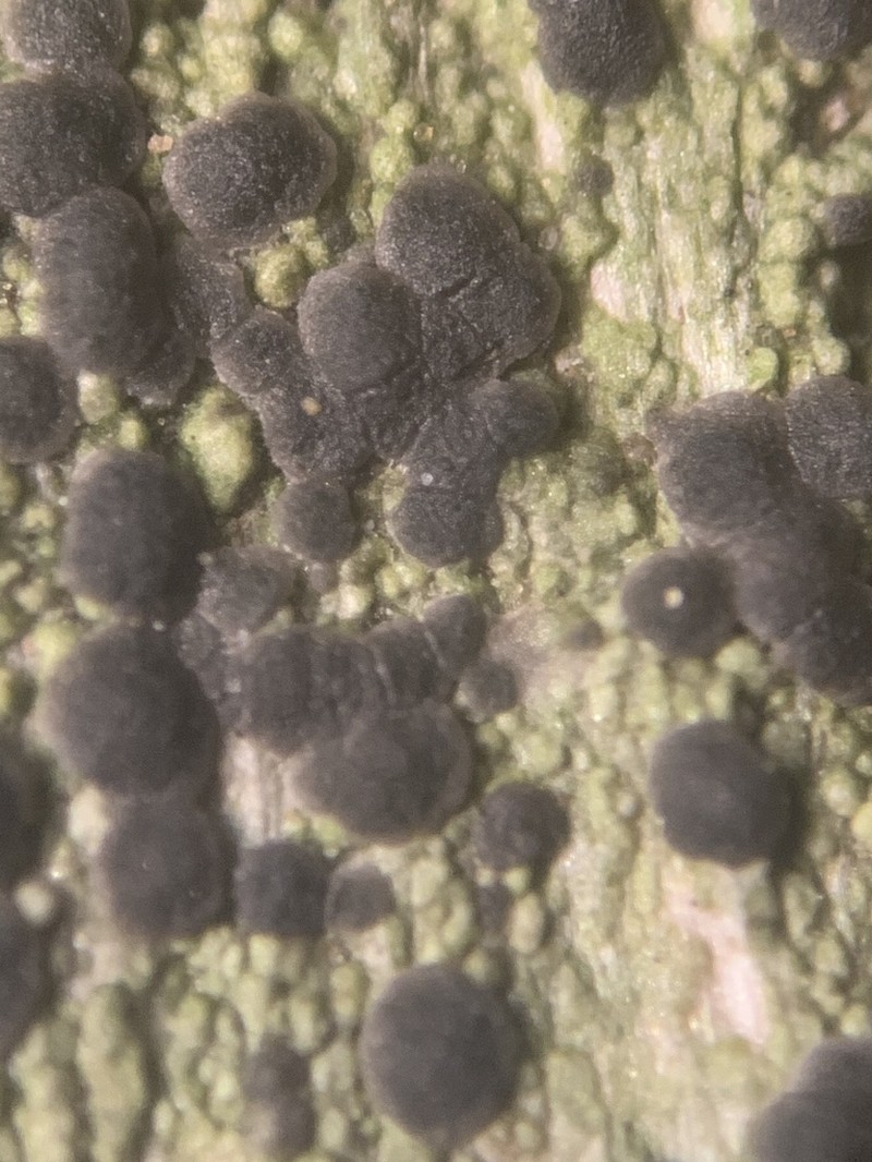Dot Lichen photo 7