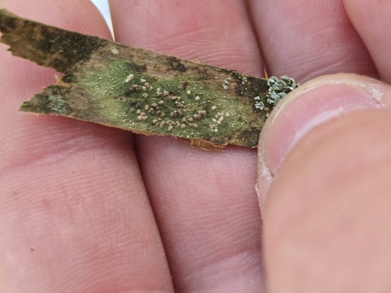 Dot Lichen photo 8