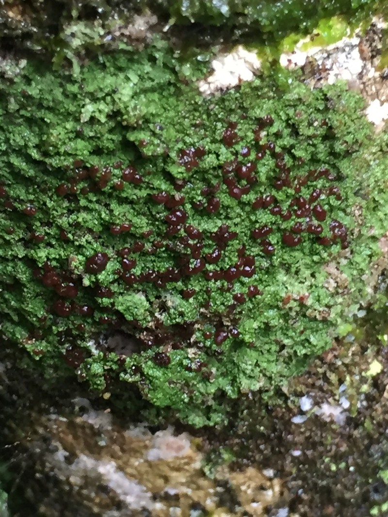 Dot Lichen
