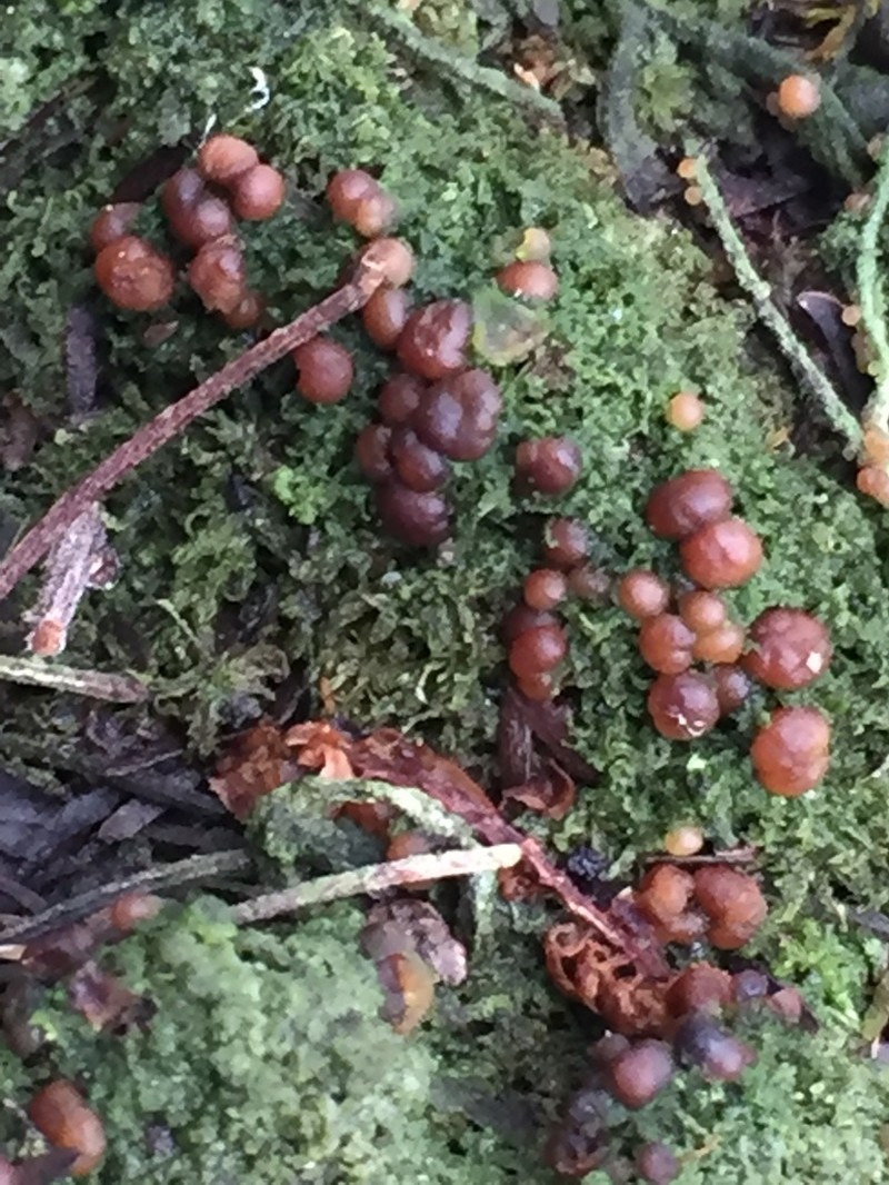 Dot Lichen photo 2