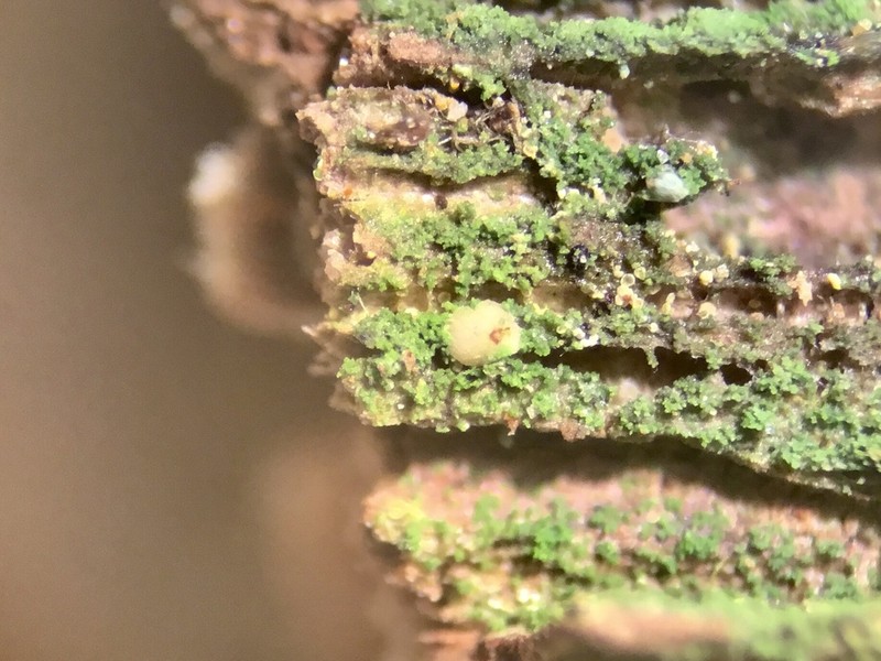 Dot Lichen photo 3