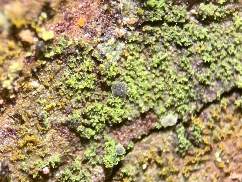 Dot Lichen photo 4