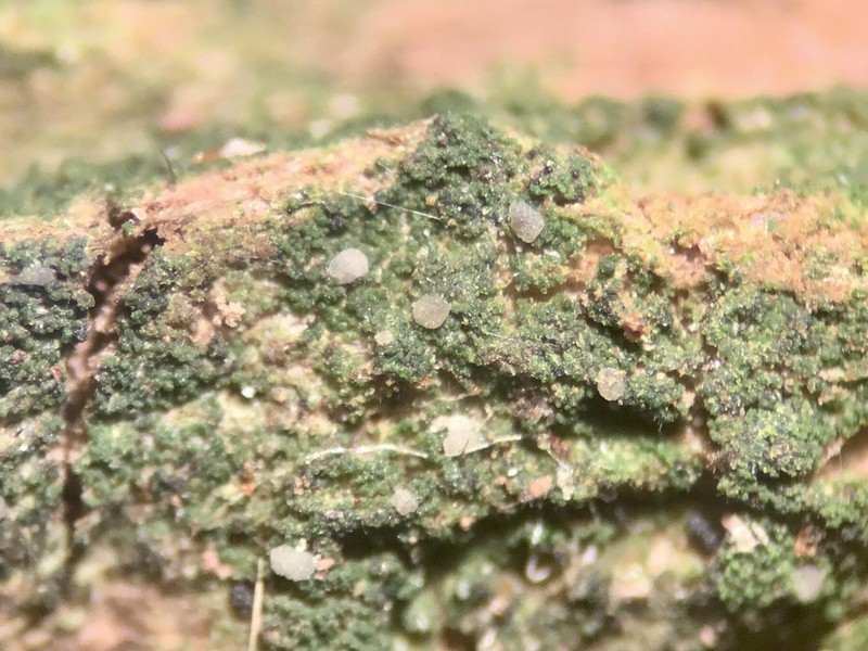 Dot Lichen photo 5