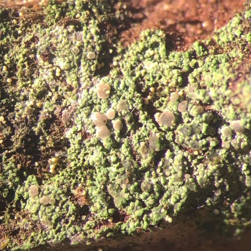 Dot Lichen photo 6