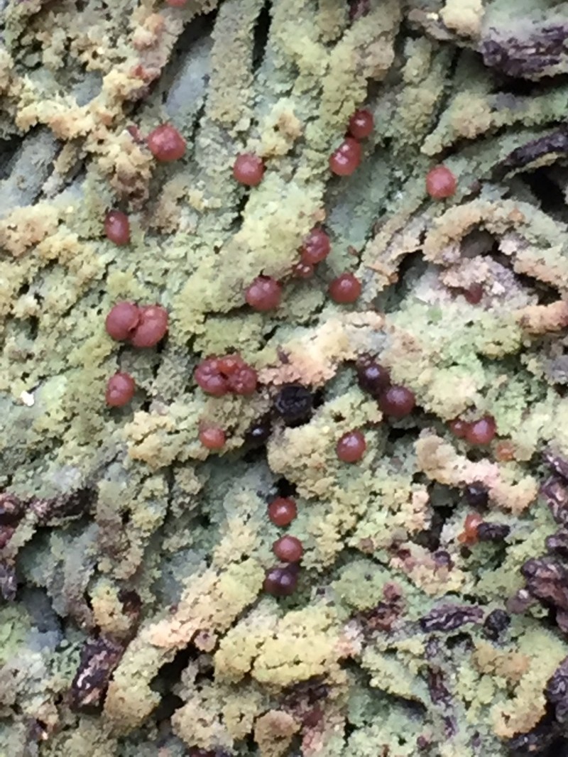 Dot Lichen photo 7