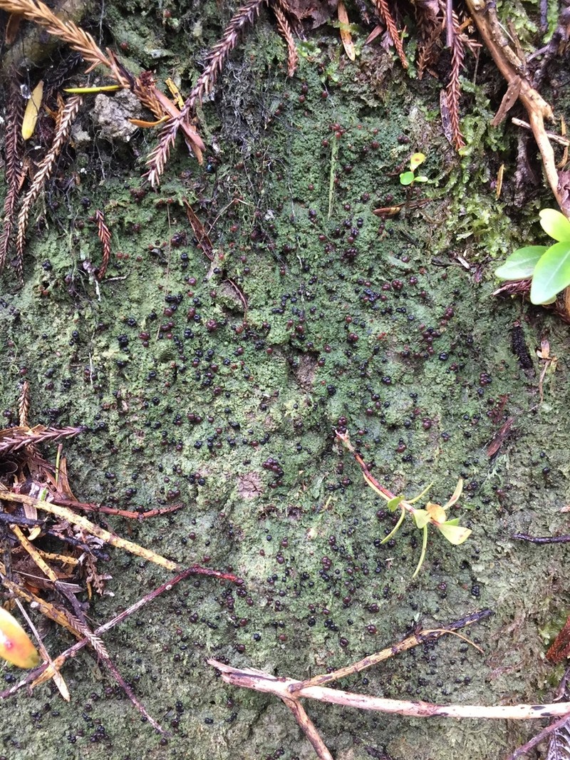 Dot Lichen photo 8