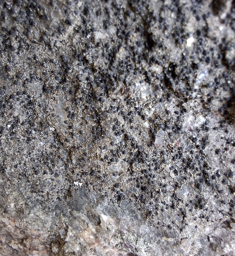 Dot Lichen