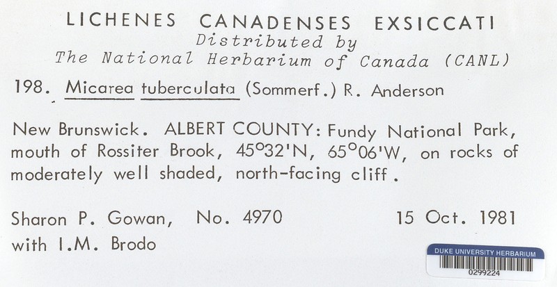 Tubercle Dot Lichen