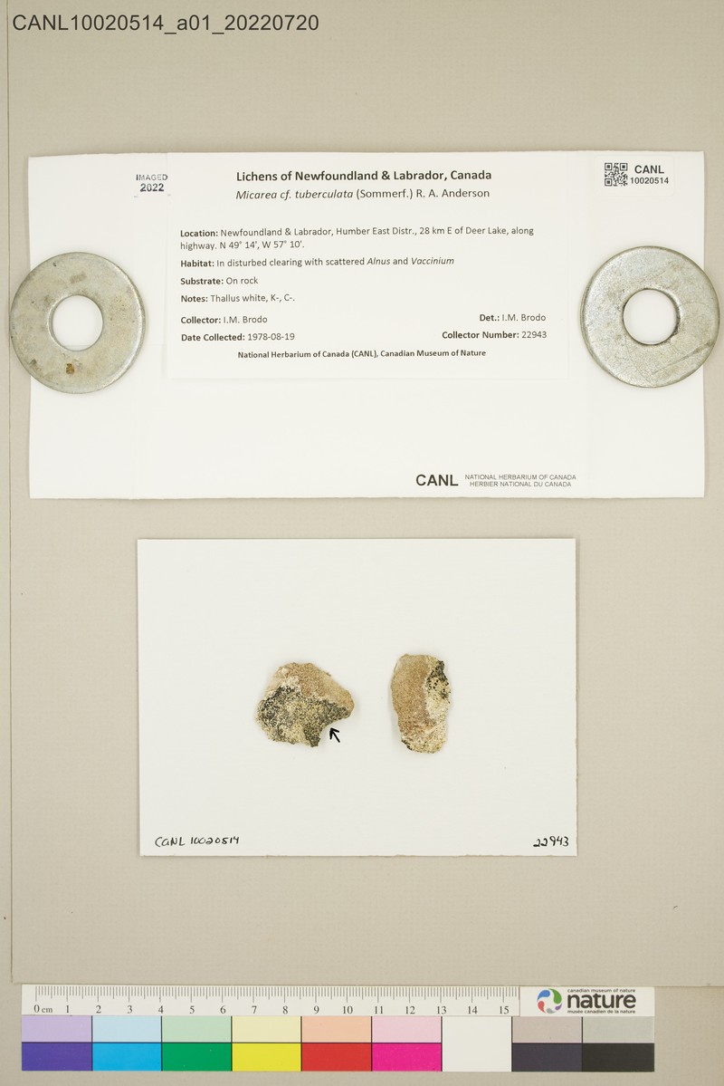 Tubercle Dot Lichen photo 2