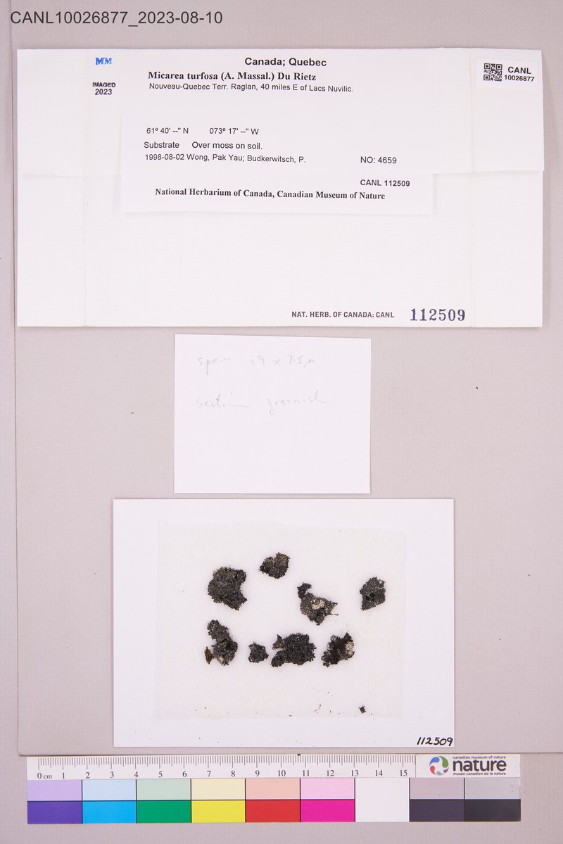 Dot Lichen