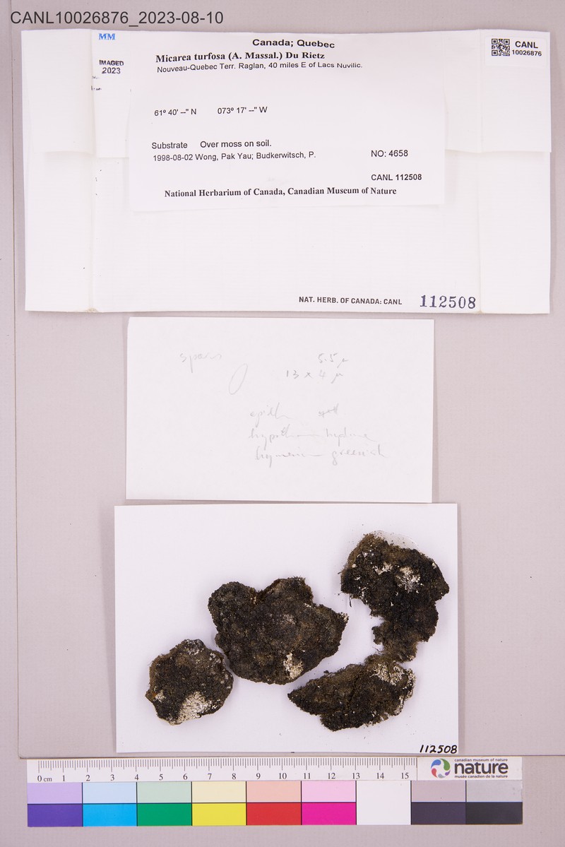 Dot Lichen photo 2