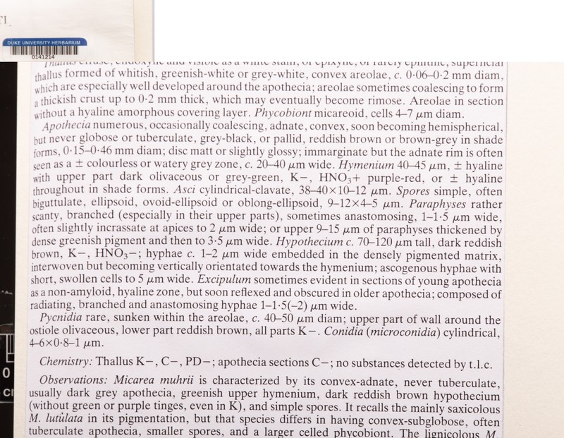 Micarea vulpinaris photo 3
