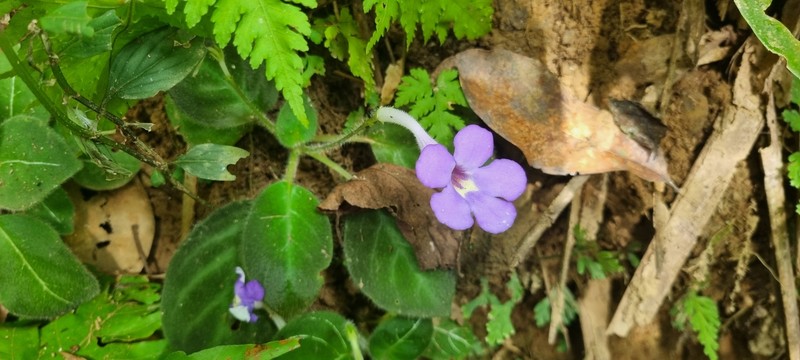 Michaelmoelleria vietnamensis photo 2