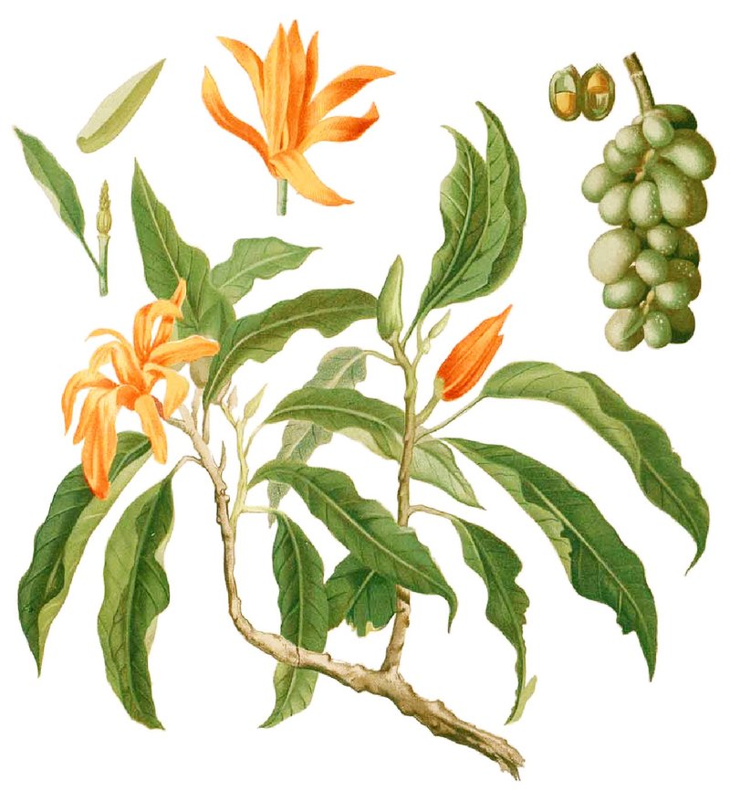 Michelia