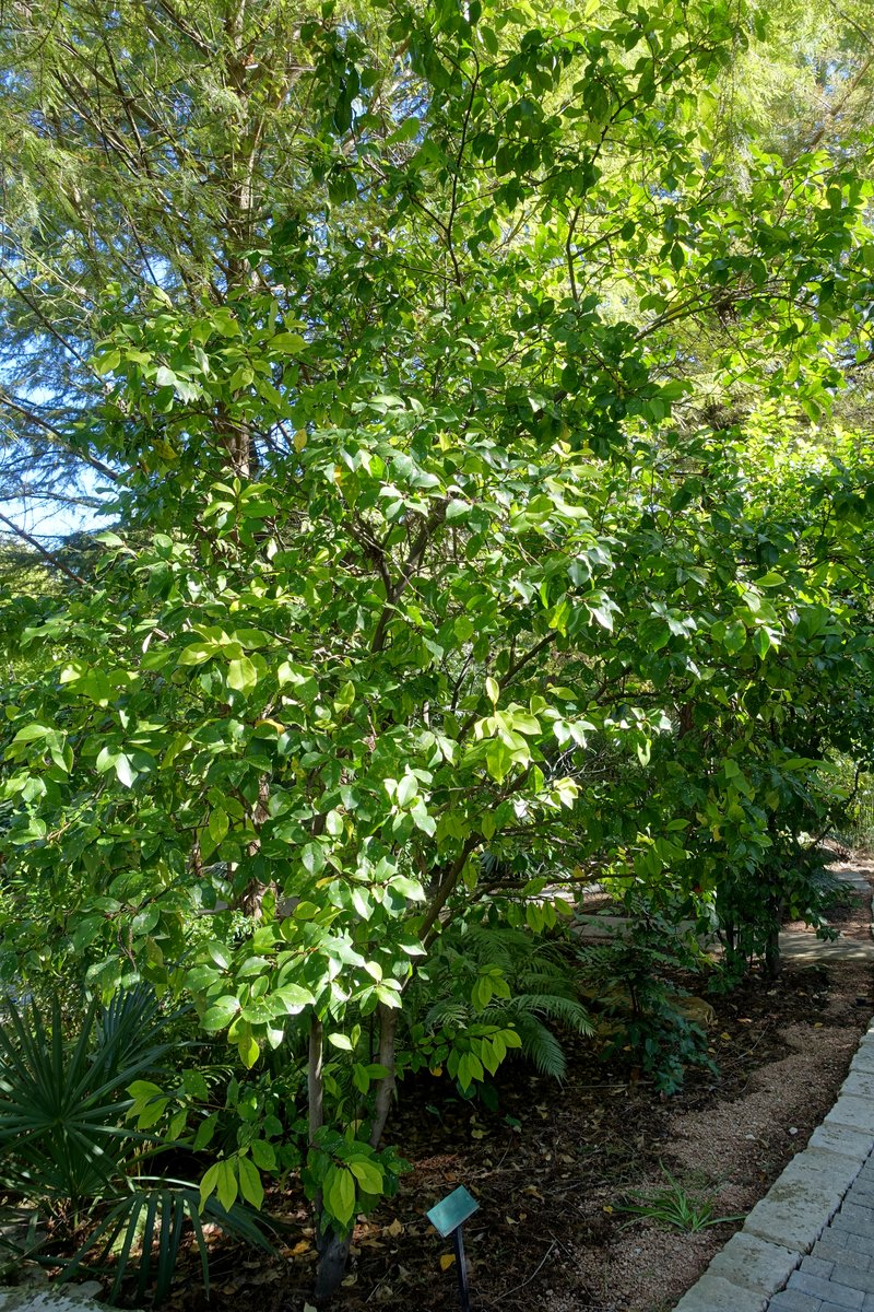Banana Shrub