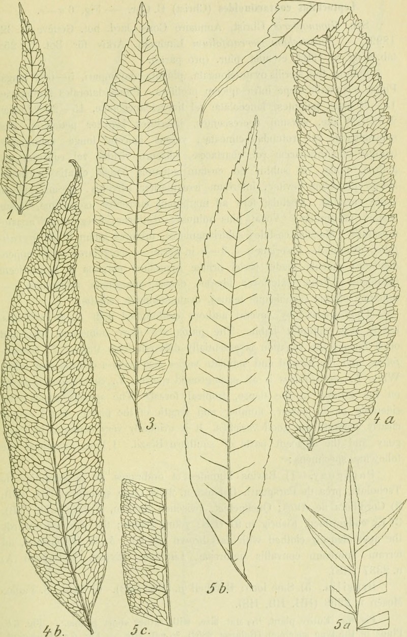 Guiana Fern