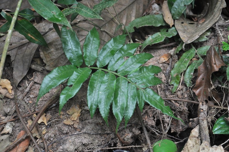 Guiana Fern