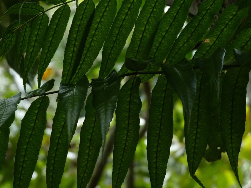 Guiana Fern photo 2