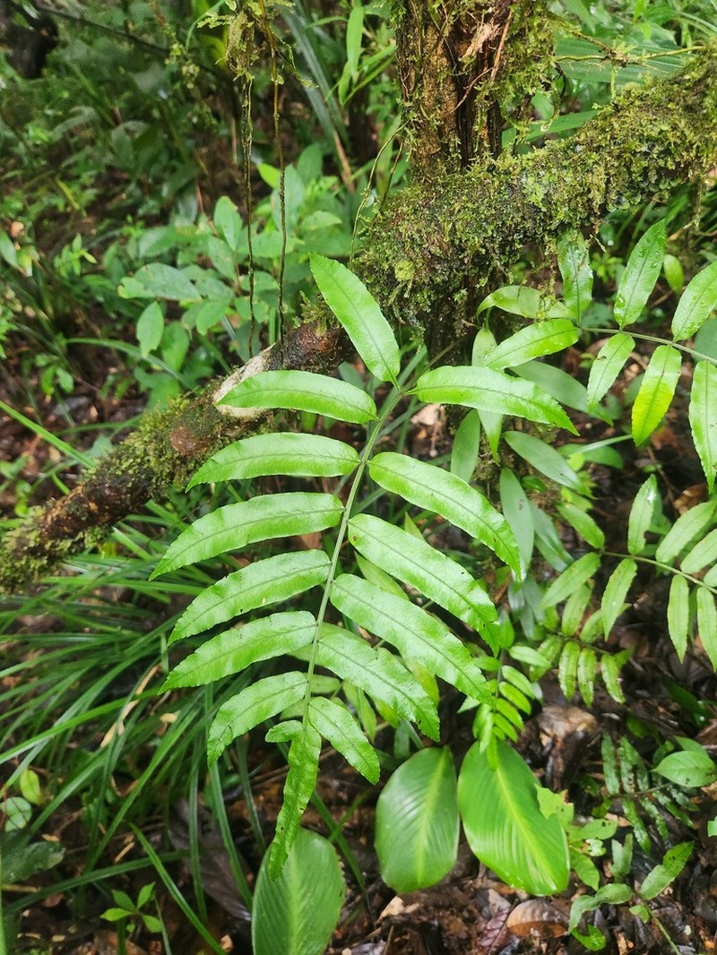 Guiana Fern photo 3