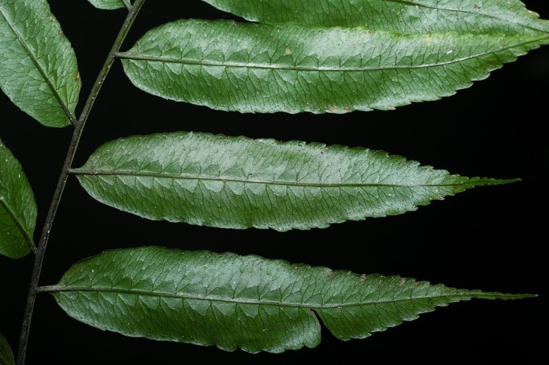 Guiana Fern photo 4