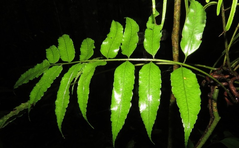 Guiana Fern photo 5