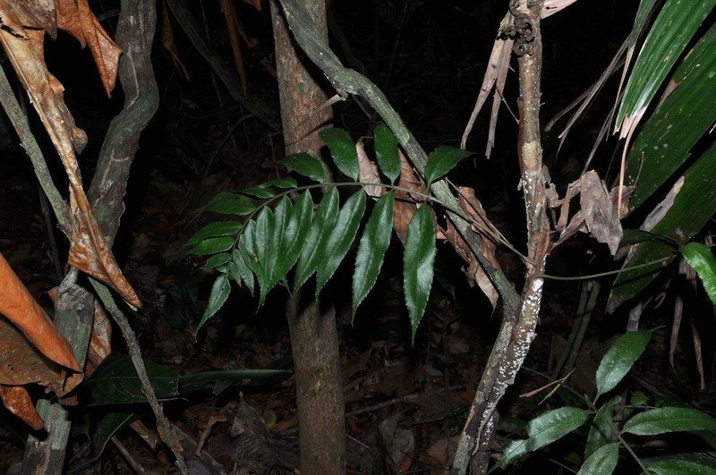 Guiana Fern photo 6
