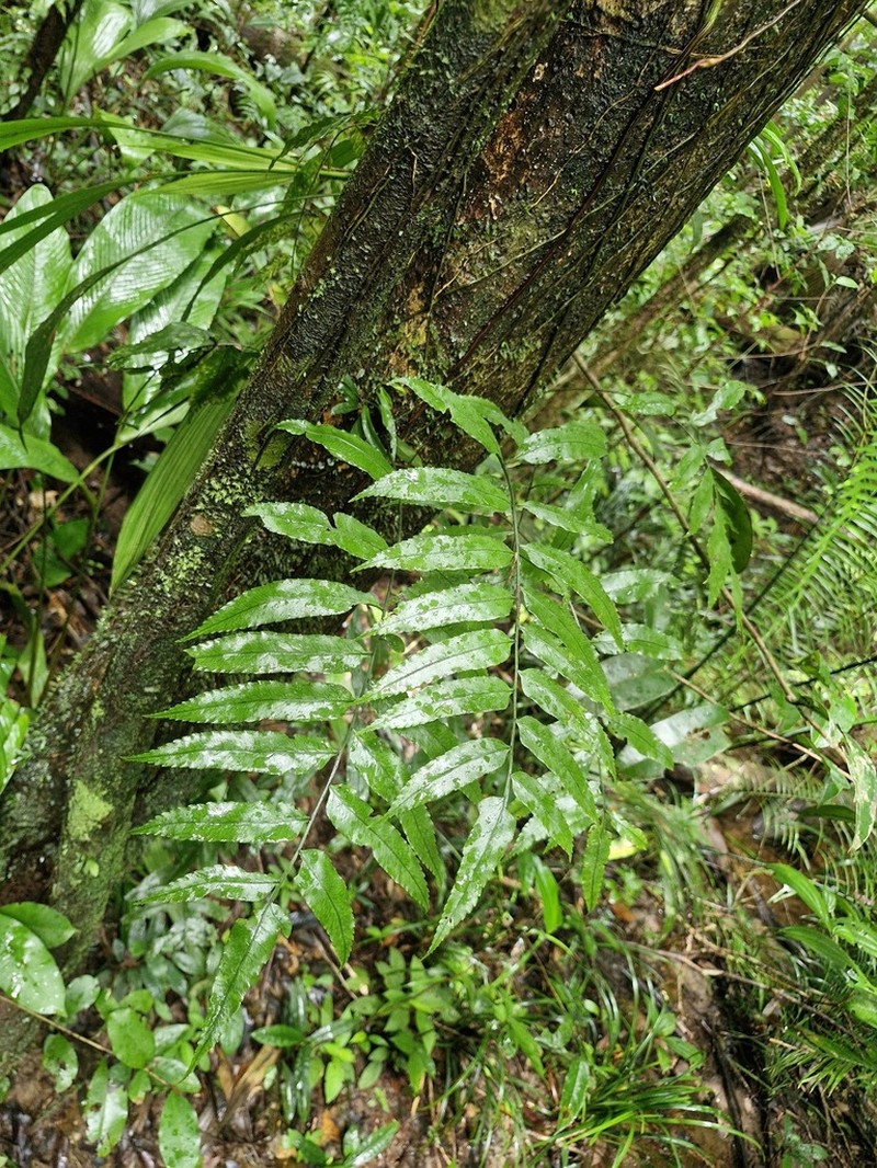 Guiana Fern photo 7