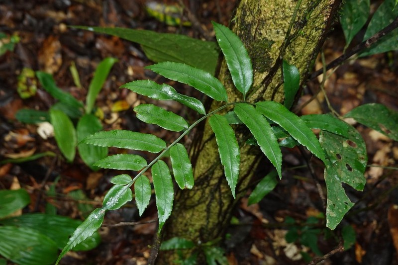 Guiana Fern photo 8