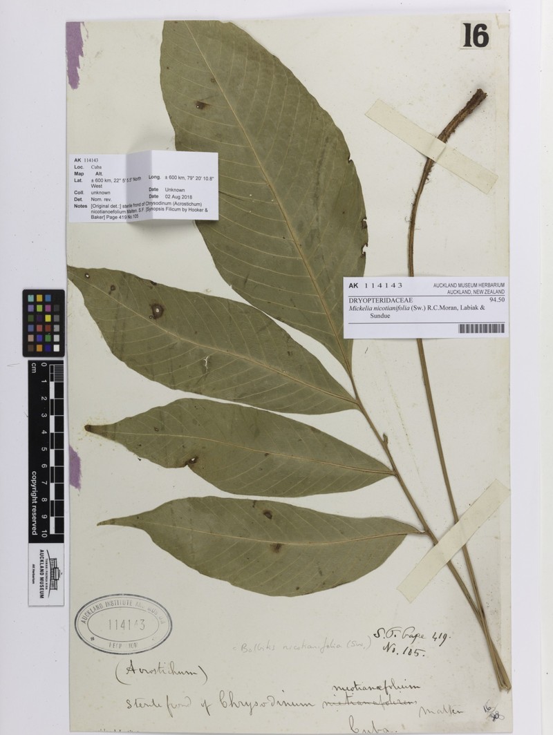 Thinleaf Creepingfern